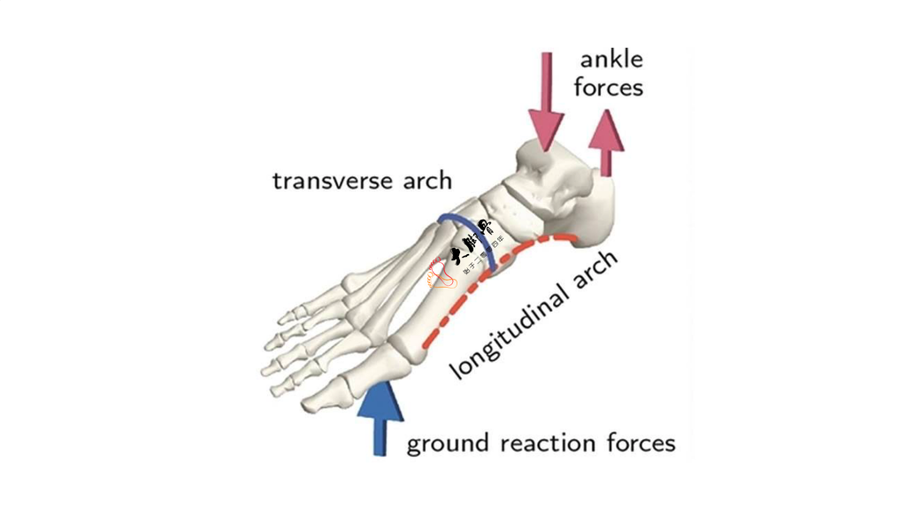 拇外翻是不是肌腱牵拉导致的？拇外翻的主要影响因素